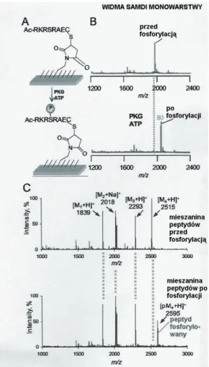Rysunek  9.  Zastosowanie  SAMDI  MS  do  badania  aktywności  enzymatycznej. Substrat  peptydowy  enzymu  kinazy  G  został  unieruchomiony  na  monowarstwie,  posiadającej  grupy maleimidowe (A) i poddany działaniu kinazy