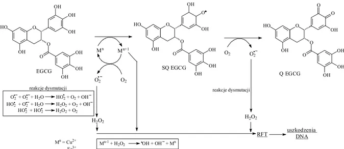 Rysunek 4. Mechanizm proutleniającego działania katechin w obecności metali  na przykładzie galusanu epigalokatechiny (EGCG)