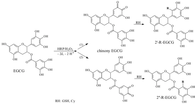 Rysunek 5. Utlenianie galusanu epigalokatechiny (EGCG) w obecności peroksydazy (HRP)  oraz glutationu (GSH) lub cysteiny (Cy) w pH 5,5