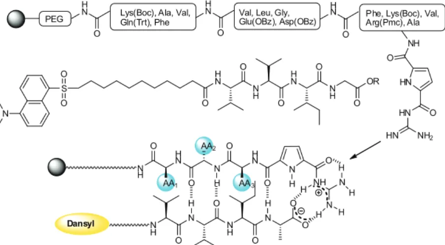 Rysunek 21. Wykorzystanie chemii kombinatorycznej do syntezy kationowych receptorów  na znaczony cząsteczką danslu tetrapeptyd  L -Val- L -Val- L -Ile- L -Ala.