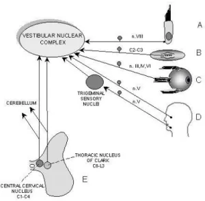 Figure 2. Vestibular neurones integrate sensory inputs  from receptors on the periphery and from neurones of  the spinal cord 
