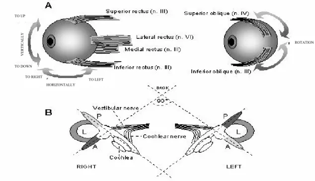 Figure 5. Motor innervation of extraocular muscles responsible for eye movements in the skull