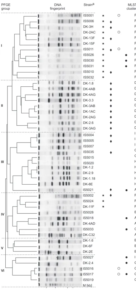 Fig. 3. PFGE patterns of Polish (IS) and Lithuanian (DK) Bacillus thuringiensis isolates and the dendrogram of similarity based on PFGE patterns of NotI-digested genomic DNA.