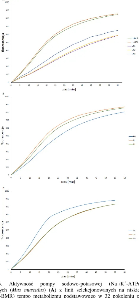Wykres  6.  Aktywność  pompy  sodowo-potasowej  (Na + /K + -ATPazy)  myszy  laboratoryjnych  (Mus  musculus)  (A)  z  linii  selekcjonowanych  na  niskie  (L-BMR)  i  wysokie  (H-BMR)  tempo  metabolizmu  podstawowego  w  32  pokoleniu  oraz  w  trzech  li