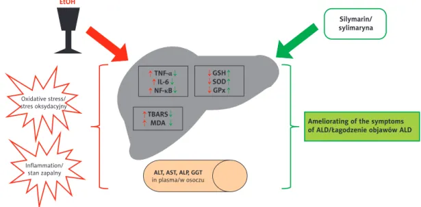 Figure 1. The effect of using silymarin extract from seeds of milk thistle in alcoholic liver disease (ALD)