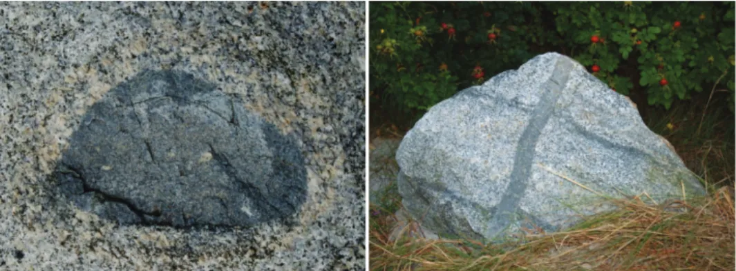 Fig.  9.  Biotite  streaks  and  aplite  vein  in  Strzegom granite (at the promenade in Ustka) 