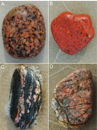 Fig. 3. Examples of beach pebbles (6-9 cm in size): A – isometric Scandinavian granite, B –  irregular porphyry grain, C – elongated pebble of biotite gneiss, D – tectonite with tiny  min-eral veins, fissures and faults  