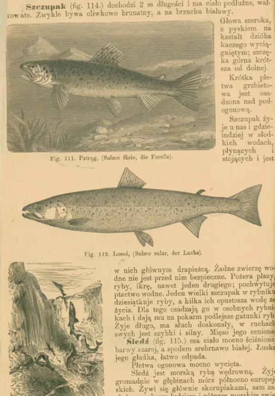 Fig.  112.  Łosoś,  (Salmo  salar,  der  Łachs).