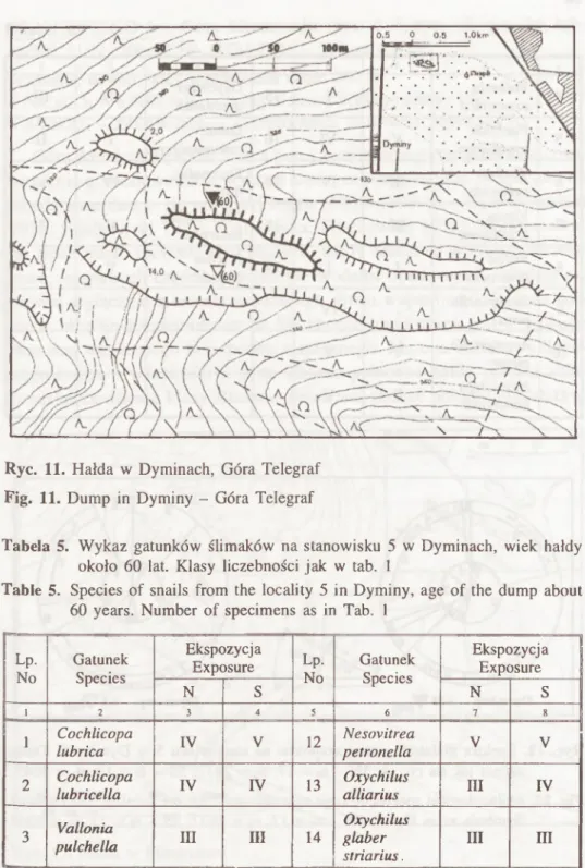 Tabela  5.  W ykaz  gatunków  ślimaków  na  stanowisku  5  w  Dyminach,  wiek  hałdy  około  60  lat