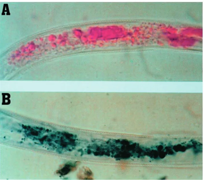 Fot. 3 A, B. Jelito larw J 2 Globodera rostochiensis z granulami tłuszczu wybarwionymi czerwienią oleistą (A)  i sudanem czarnym (B) (1000x)