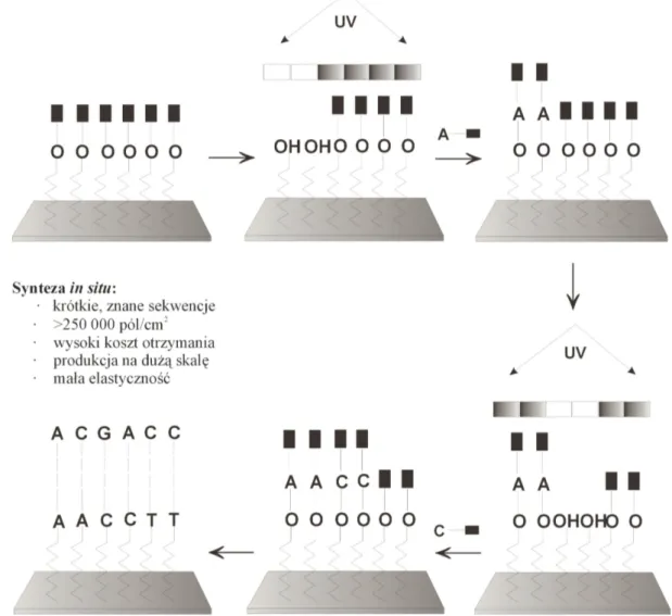 Fig. 2. GeneChip preparation using photolitographic method, according to van Hal [5] and Venkatasubbarao [15].