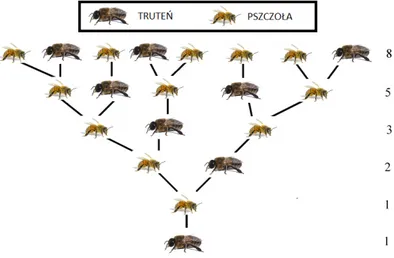 Rysunek 4.2. Ilustracja przedstawiająca schemat opisujący liczbę przodków pojedynczego trut- trut-nia w roju pszczół.