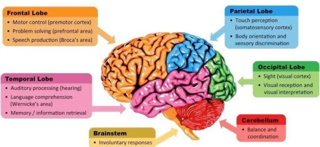 Figure 7. External structures of the brain. (BioNinja 2021) 