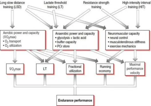 Figure 5 The determinants of endurance performance (Pen name psychopsk 2015 blog  naver) 