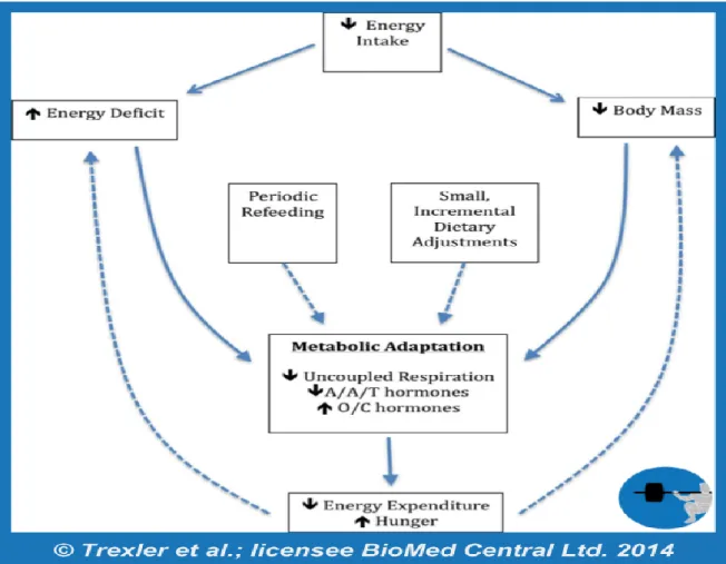 Figure 6 Explaining metabolic adaptions (Trexler 2019) 