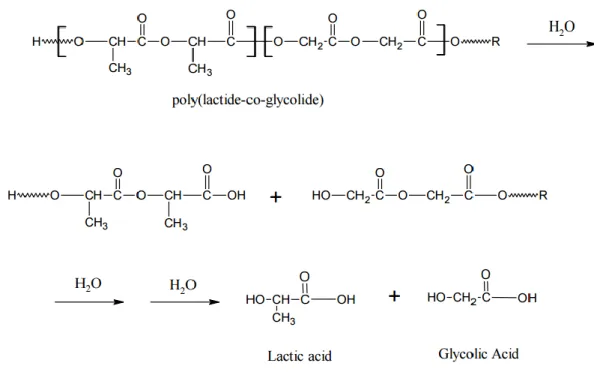 Figure 8.  Degradation of PLGA via hydrolysis. [40] 