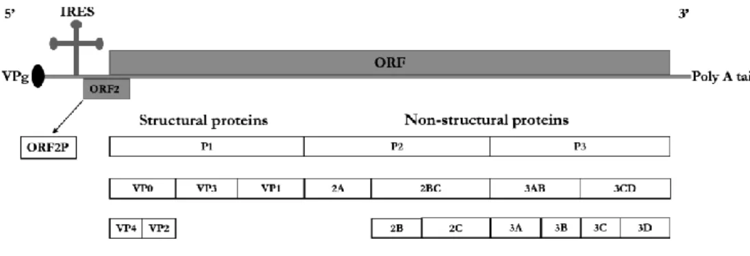 Figure 2.  The EV  genome  and  the  proteins  encoded  by  the  genome,  including  ORF2p,  structural  proteins  VP1-4 and non-structural  proteins  2A-C and 3A-D