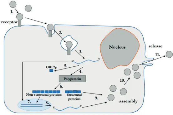 Figure 3.  The overview  of  the EV  lifecycle.  1.Virus  attachment  to the  receptor(s) (e.g., CAR, PVR,  ICAM-1)