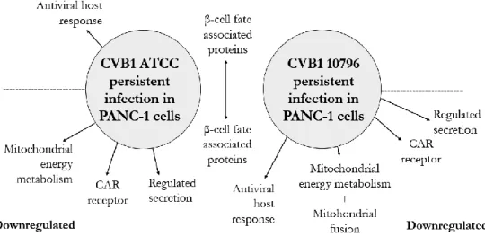 Figure 8.  Summary of the results from proteomics  analyses  of persistently  CVB1 infected cells