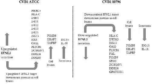 Figure 9.  The  antiviral  host  response  in  persistent  CVB1  infection  differs  between  CVB1  strains,  including  the ATCC prototype strain and the 10796 clinical  isolate