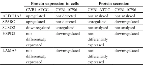Table 7.  The expression of proteins associated  with T1D were modified in cells  during persistent  CVB1 infection