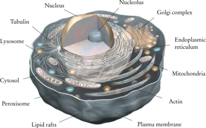 Figure 1.1 A schematic drawing of the interior of a cell. Figure modiﬁed from Ref. [1].
