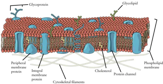 Figure 2.1 Schematic picture of a cellular membrane. Figure adapted from Ref. [23].