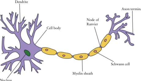 Figure 3.1 A schematic drawing of the structure of a neuron. The axon emerging from the cell body is segmentally covered by the myelin sheath