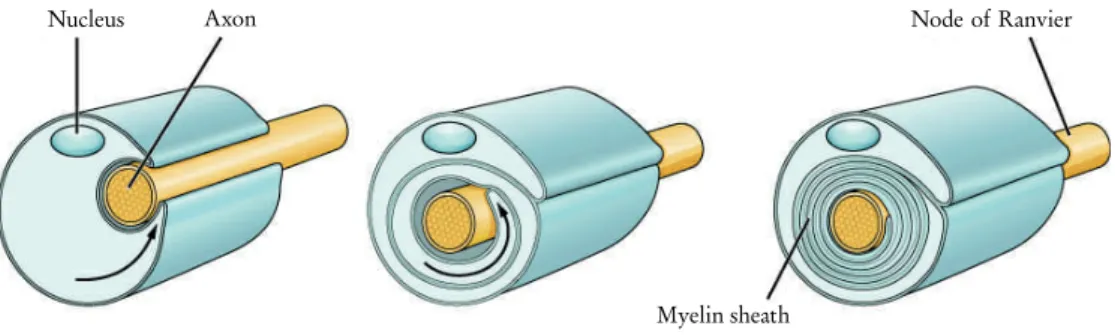 Figure 3.2 Illustration of the formation of the myelin sheath in the peripheral nervous system