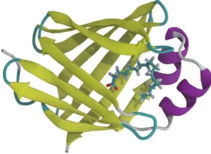 Figure 3.3 Visualization of the crystal structure of P2. The yellow coloring represents the β -barrel and the purple helices the alpha-helical lid