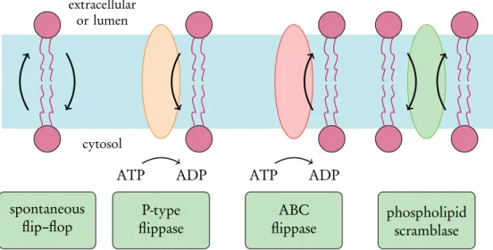 Figure 4.1 Four different types of transbilayer lipid motion. Spontaneous ﬂip–ﬂop is slow, bidirectional and requires no external energy