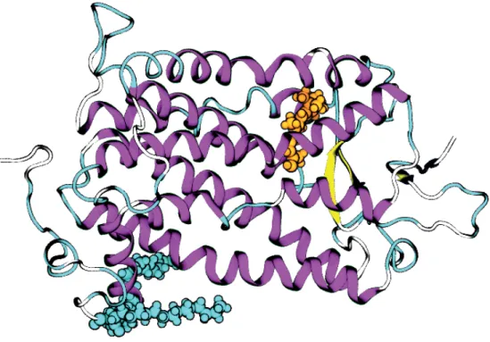 Figure 4.2 Visualization of the crystal structure of rhodopsin. The seven transmembrane alpha-helices are colored in purple