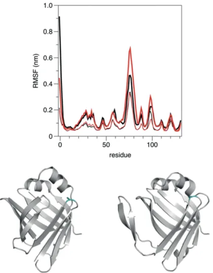 Figure 7.6 Top: Root mean square ﬂuctuation per residue for the wild type P2 (black) and its F57A mu- mu-tant (red)