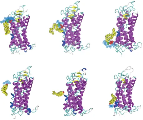 Figure 7.8 Snapshots from selected parts of the steered molecular dynamics simulations for POPC (above) and cholesterol (below) ﬂip–ﬂop