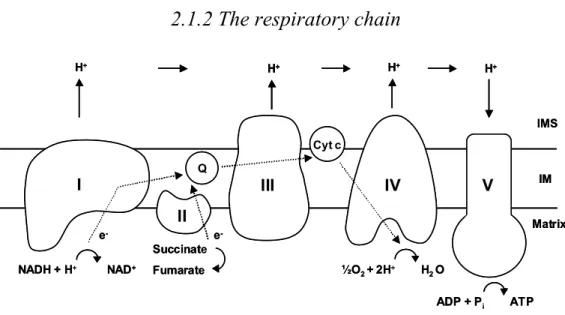 Figure 2.1.  Organization of the mitochondrial respiratory chain. Electrons (e - ) are  transferred from complexes I and II, involving complex III, to complex IV, which  donates them to oxygen