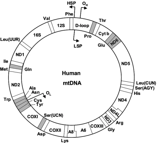 Figure 2.2. The human mitochondrial genome. The 16.6 kb mtDNA encodes 13  polypeptides, 2 rRNAs (12S and 16S) and 22 tRNAs