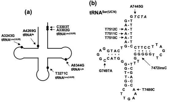 Figure 2.3. Examples of pathogenic point mutations in human mitochondrial tRNA  genes (a) and pathogenic mutations, mainly associated with sensorineural deafness, in  tRNA Ser(UCN)  gene (b)