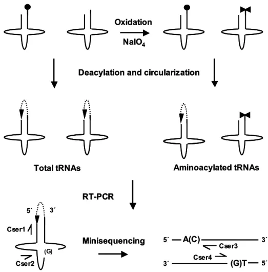 Figure 4.1.  Principle of the oxidation-cirularization assay. tRNA not protected by  amino acid is oxidized by periodate (double triangles), whereas only aminoacylated  tRNA (filled circles) can be circularized after subsequent deacylation (dashed arrows) 