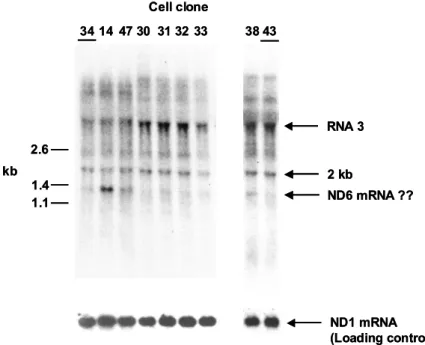 Figure 5.2.  Transcripts of the ND6 region in the 7472insC cybrid clones. The  Northern blot was hybridized with a riboprobe specific for ND6 mRNA