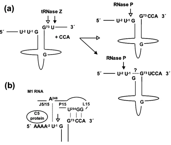 Figure 6.1. Possible interference of the 7472insC mutation with processing of pre- pre-tRNA Ser(UCN)  and recognition of cleavage site by bacterial RNase P