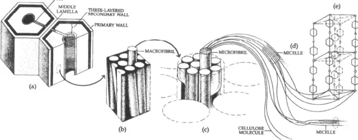 Fig. 2.2. Structural representation of a plant fiber [6] 