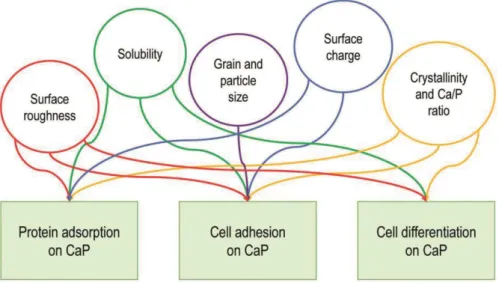 Figure 3.   CaP characteristics effecting protein adsorption, cell adhesion and differentiation, adapted  from Samavedi et al