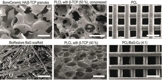 Figure 5.   Representative SEM images of the different biomaterials used in the study