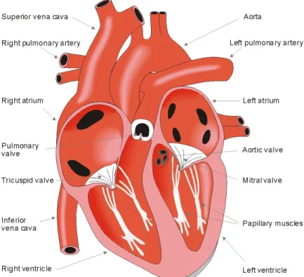 Figure 2.2 Basic anatomy of the heart [43, Ch. 6]