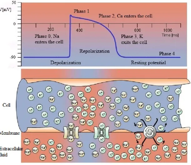 Figure 2.4 Cardiac action potential phases and the corresponding ion movements across the cell membrane (modied from [43, Ch