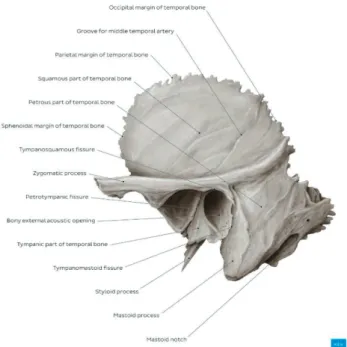 Figure 2. Temporal bone anatomy. Lateral view. (Published with courtesy  of © Kenhub (www.kenhub.com); Illustrator: Samantha Zimmerman 