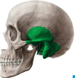 Figure 1. Temporal bone anatomy.  (Published with courtesy of 