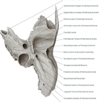 Figure 4. Temporal bone anatomy. Inferior view. (Published with courtesy  of © Kenhub (www.kenhub.com); Illustrator: Samantha Zimmerman) 