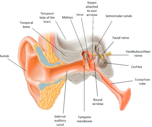Figure 5. Anatomy of ear and temporal bone (Published with courtesy of 