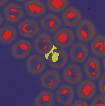 Figure 24. 3D reconstruction of an Nb 3 Sn wire. Unsupervised machine learning was applied to the wire tomographic images to separate the different wire components, i.e